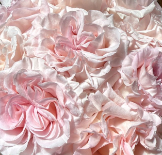 Роза гр серафина в Москве