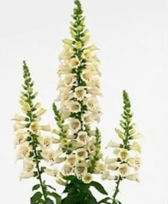 Наперстянка камелот салм в Новосибирске