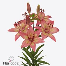 Lilium asiatic pink madness