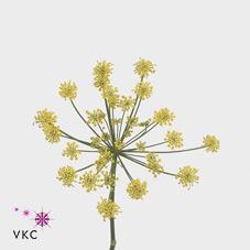 Foeniculum vulgare