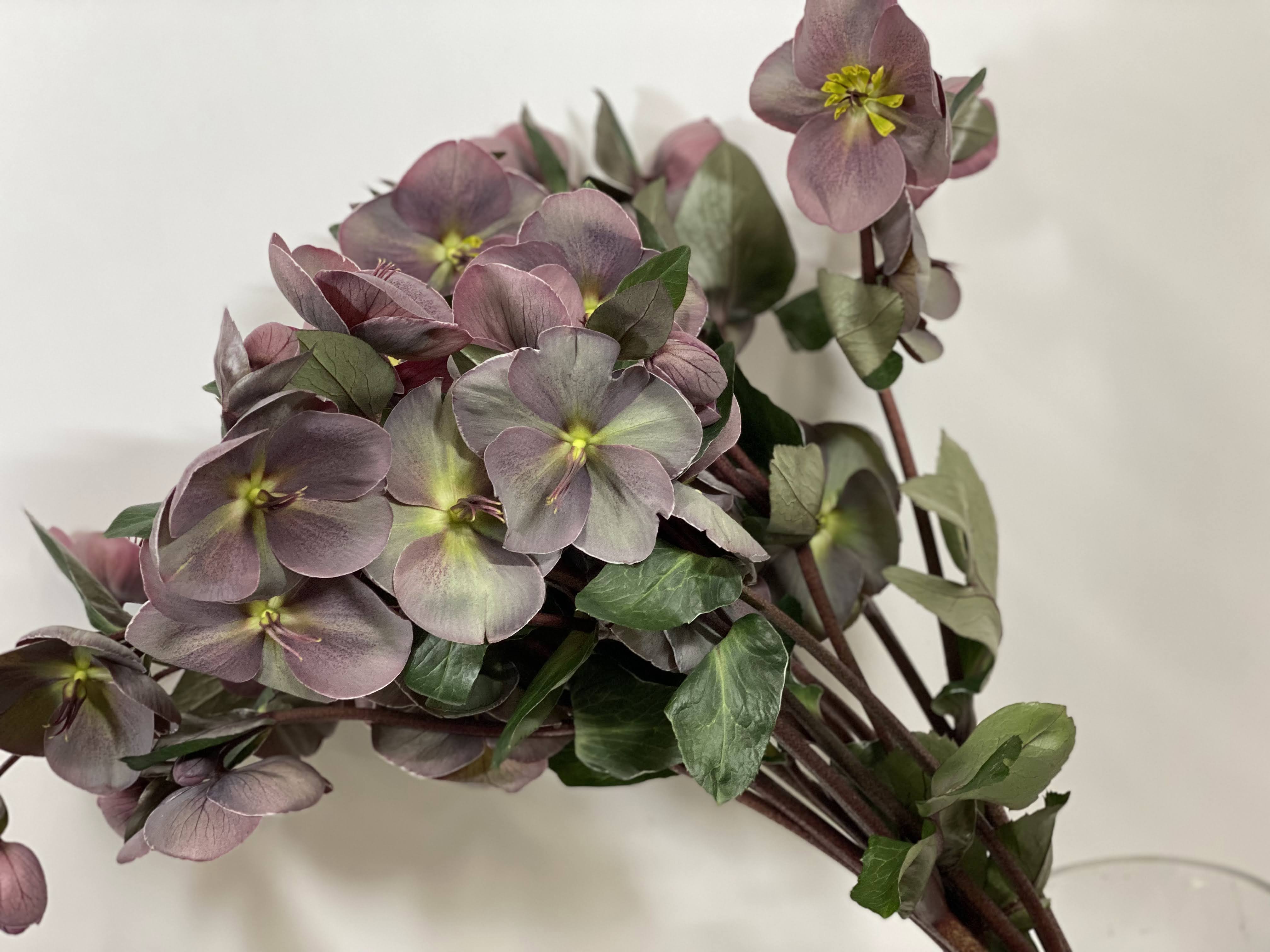 Хелеборус пёплиш энн