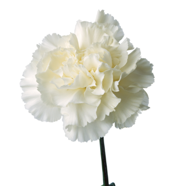Carnation antartida