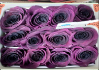 Роза краш. однг блек грейп в Новосибирске