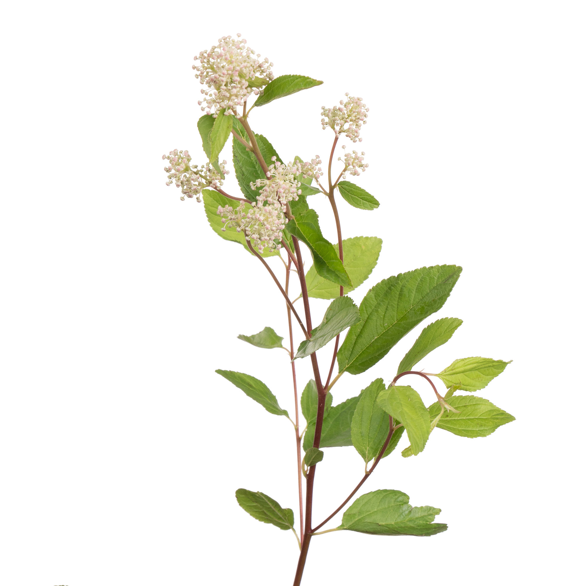 Ceanothus marie simon
