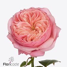 Роза гр харпер в Санкт-Петербурге