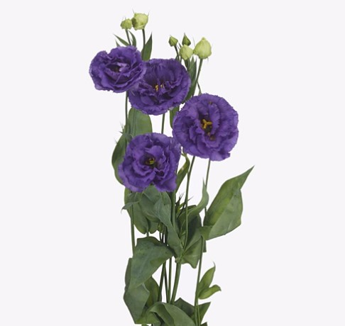 Eustoma croma blue picotee