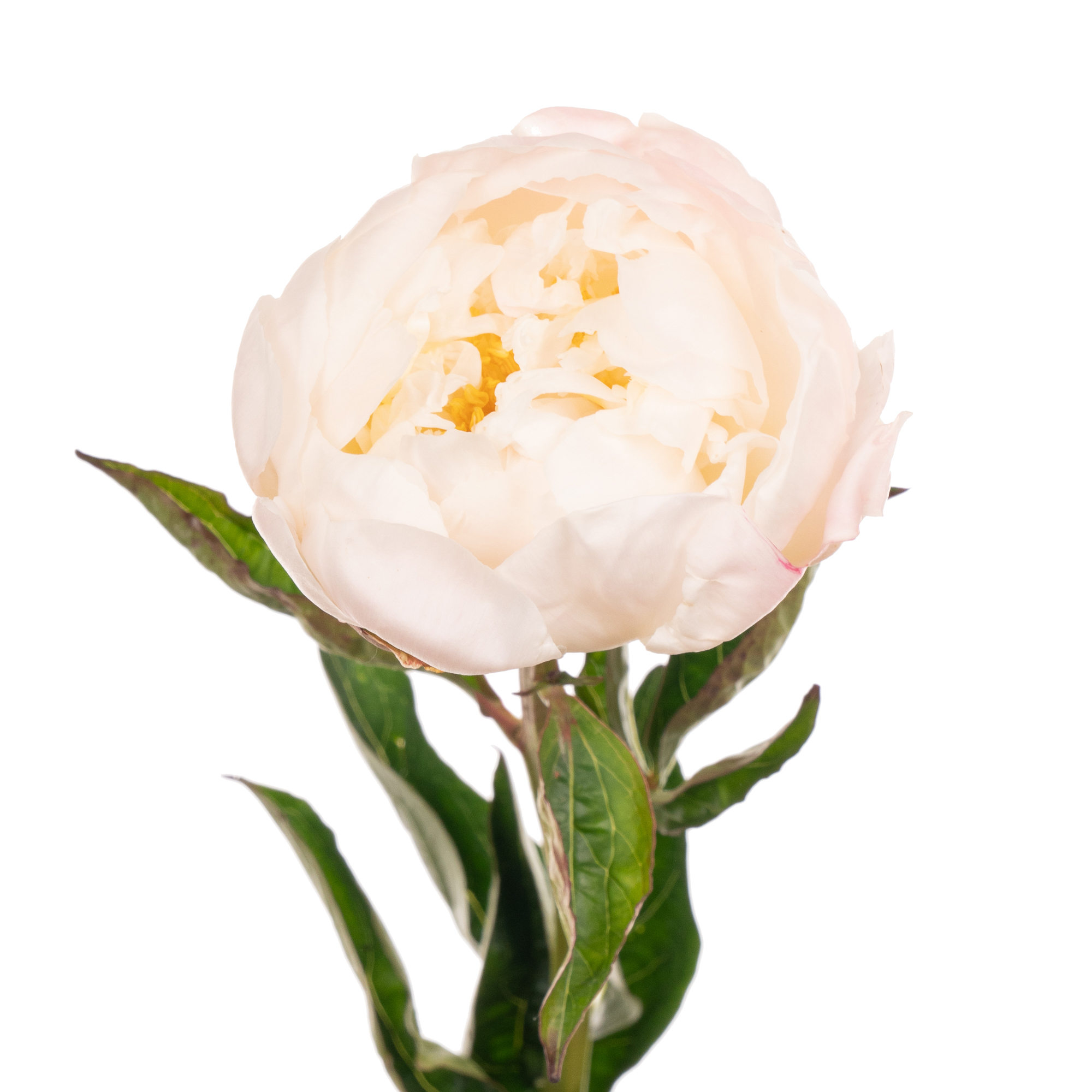 Paeonia in full sail