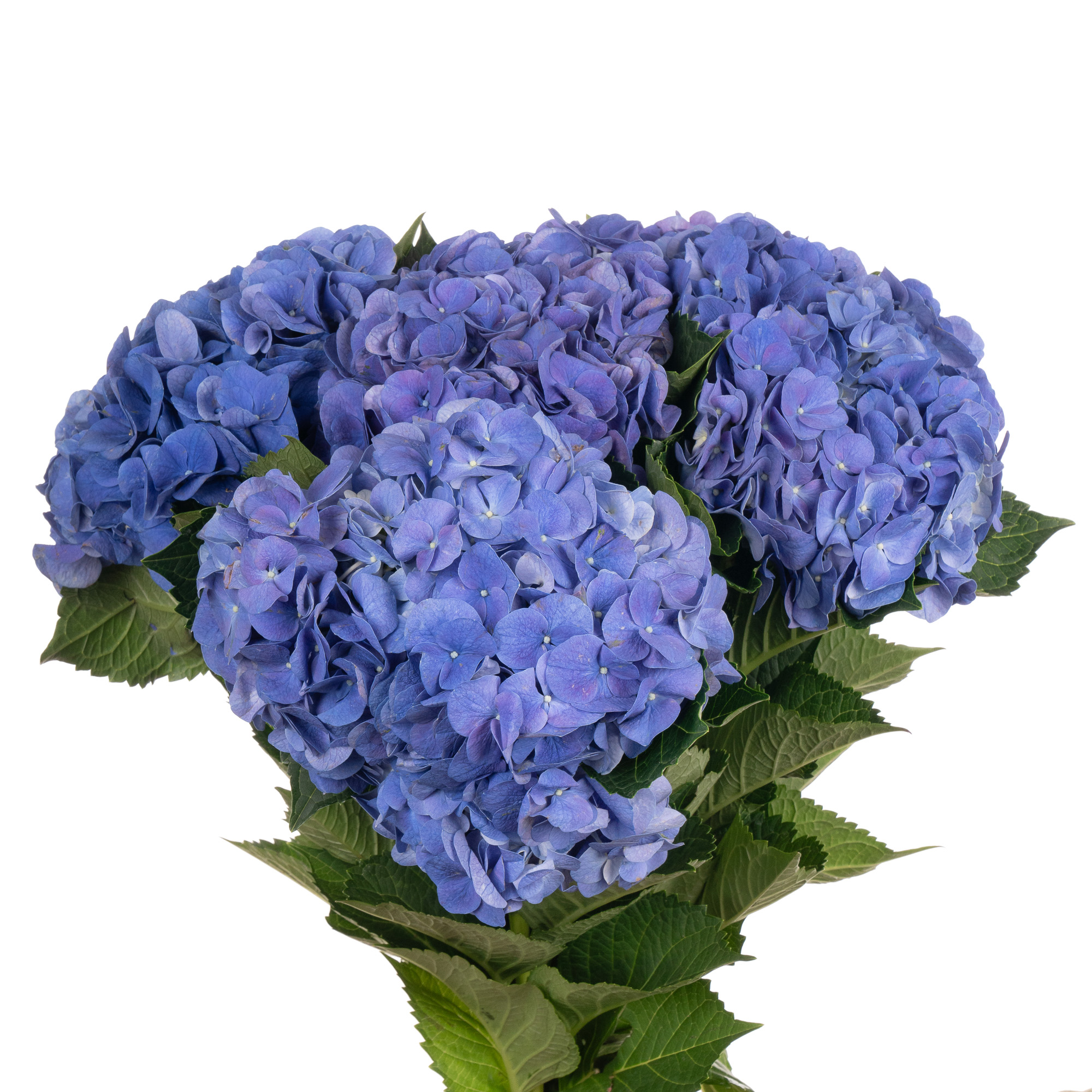 Hydrangea royal anne blue