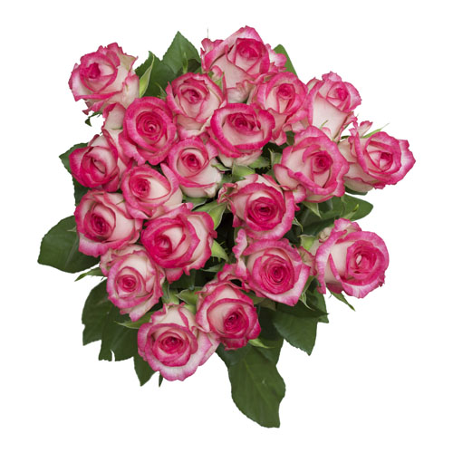 Rose influence