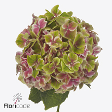 Hydrangea sweet esperance