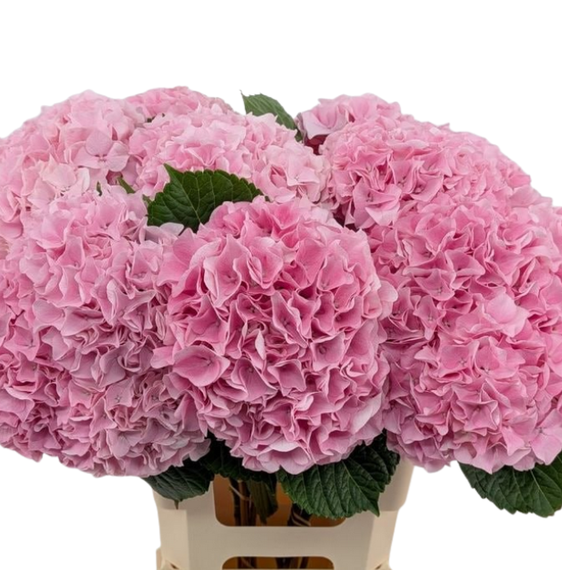 Hydrangea magical pink floyd