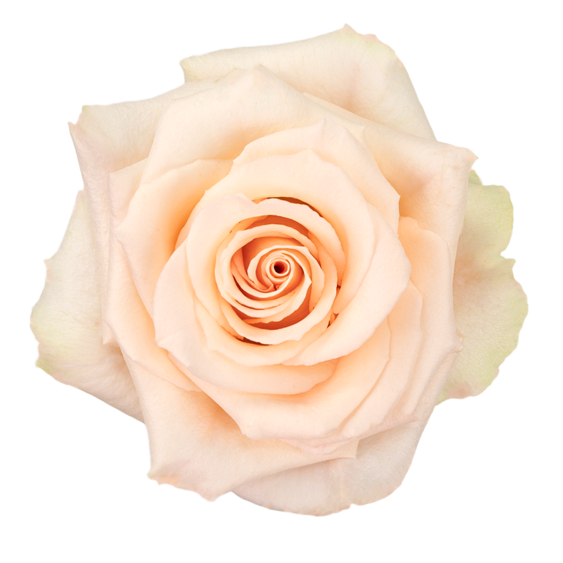 Роза однг веддинг блис