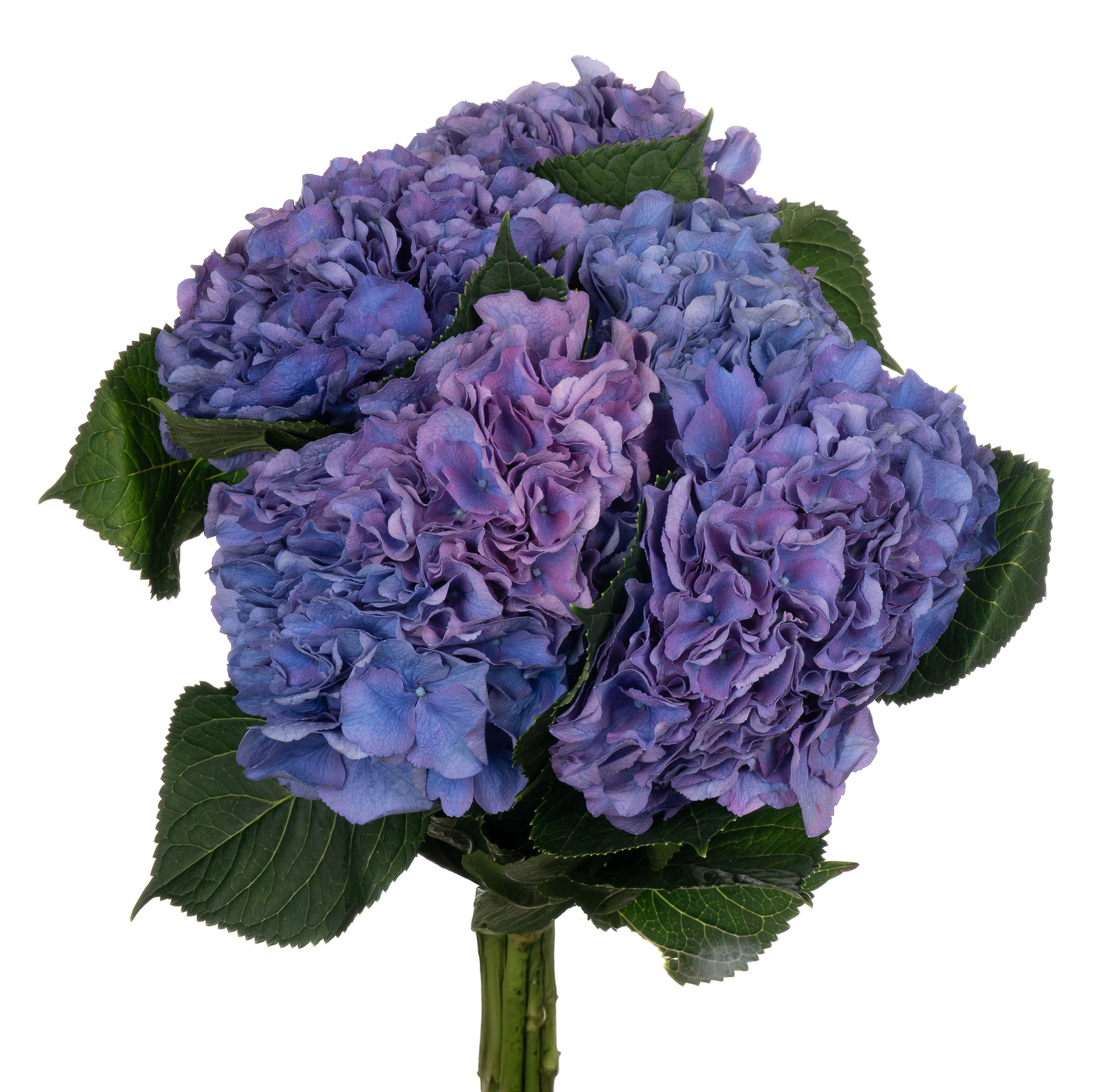 Hydrangea pompidou | Wholesale flowers, plants and supplies Hydrangea pompidou