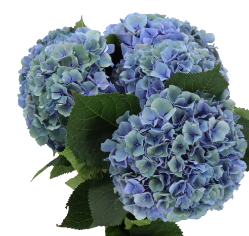 Hydrangea pompidou