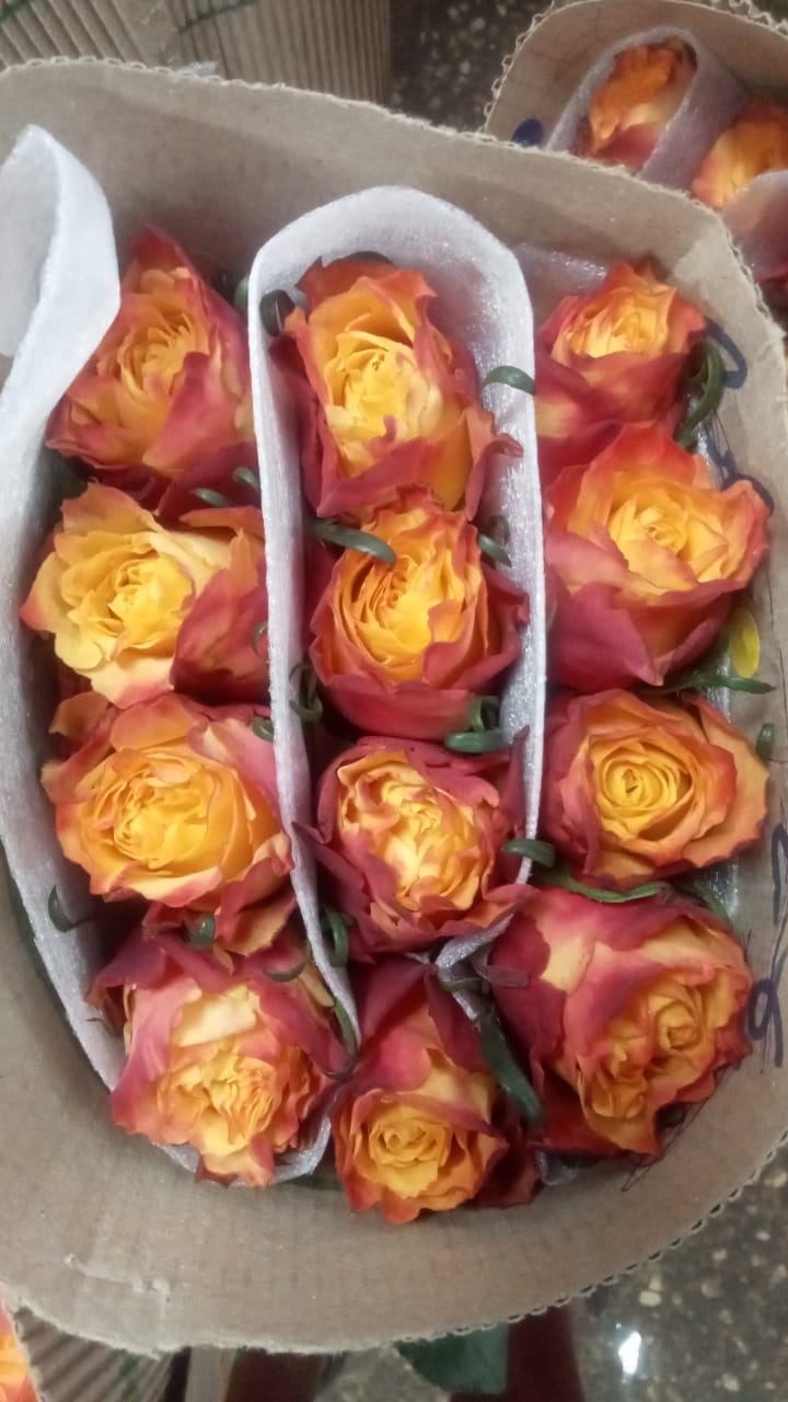 Rose wild fox