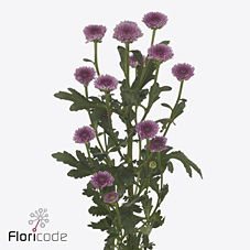 Хризантема са тосс пепл