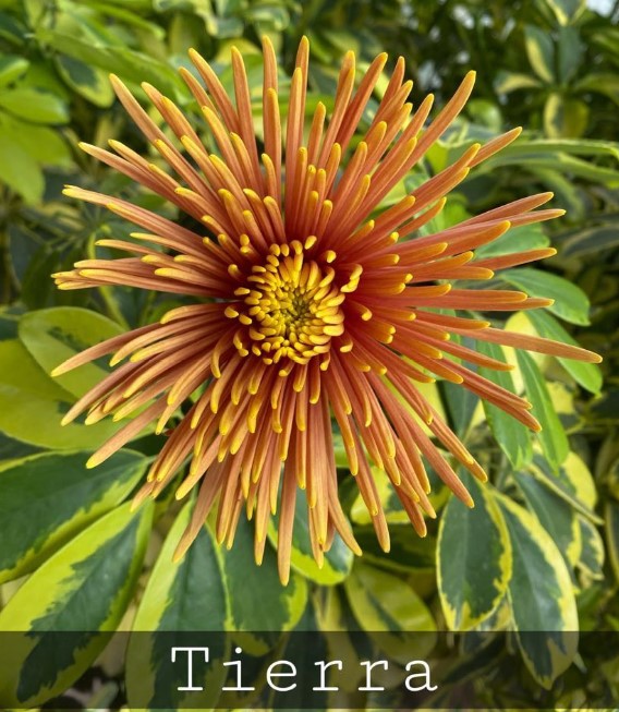 Chrysanthemum single tierra (toffee)