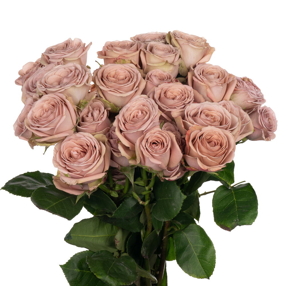 Rose spray magic mocca