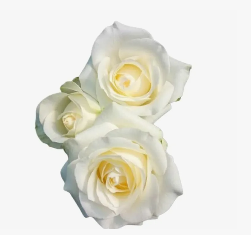 Роза куст мунлайт в Новосибирске