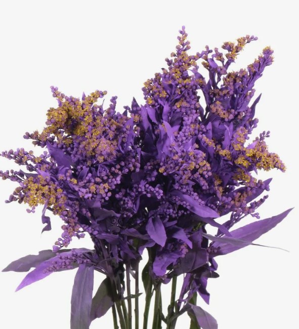 Солидаго краш. голд глори фиолетовый