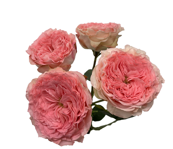 Роза куст изабелла