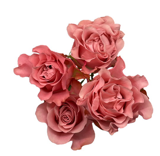 Роза куст валентина