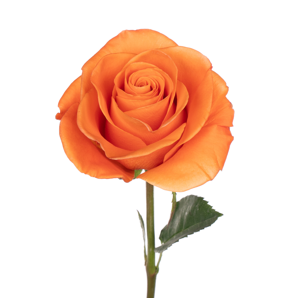 Rose carnelian
