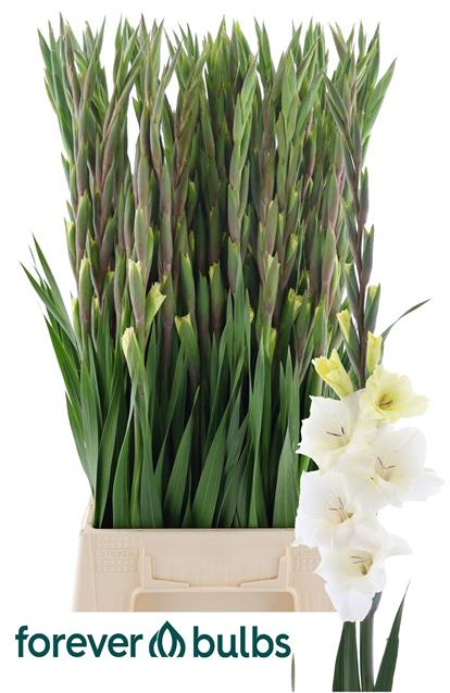 Gladiolus glamini amber | Wholesale flowers, plants and supplies Gladiolus glamini amber