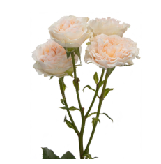 Роза куст веддинг розервер в Новосибирске