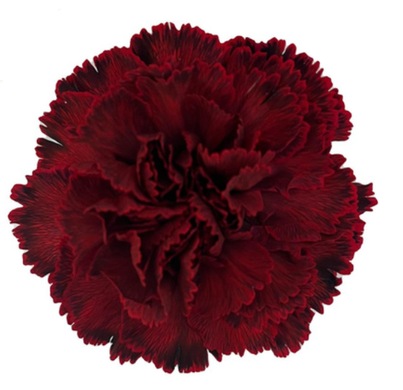 Carnation tinted cct-041