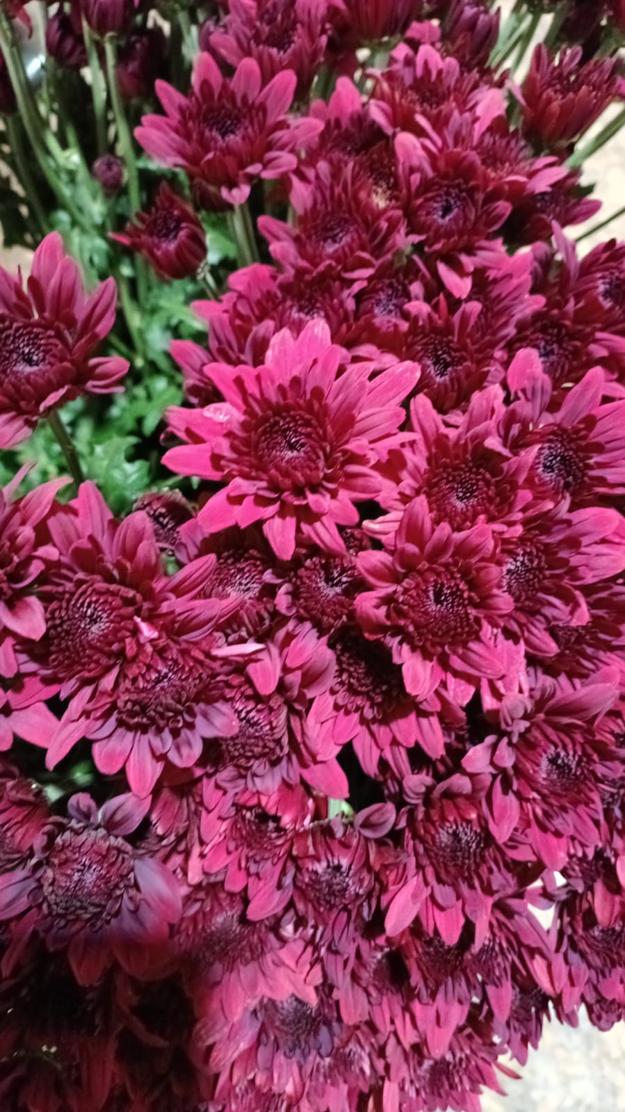 Chrysanthemum spray lamira red