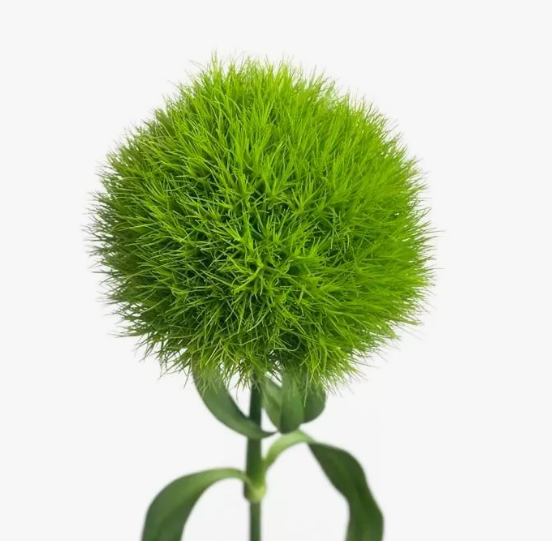 Гвоздика барбатус грин болл