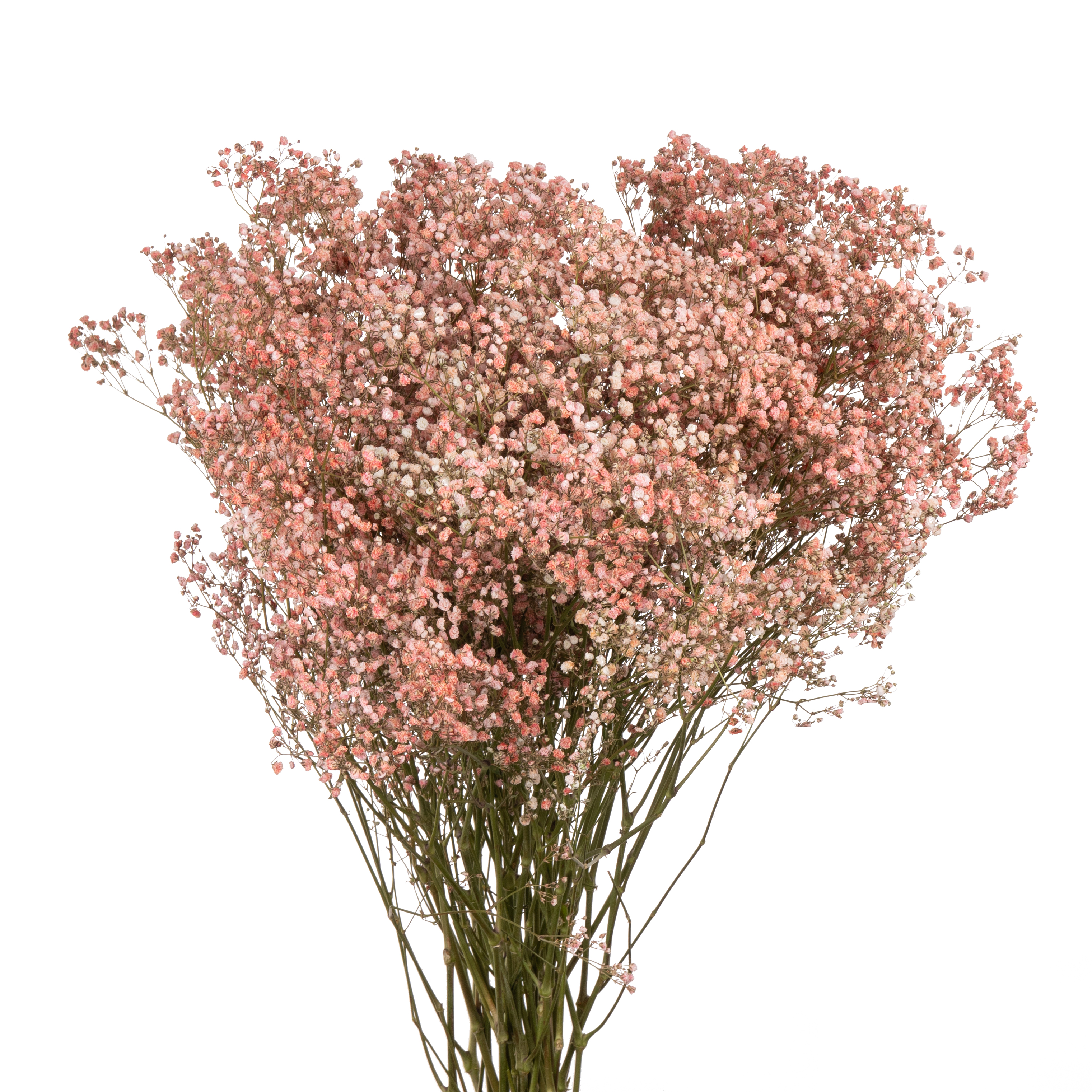 Гипсофила краш. экселенс нюд в Москве