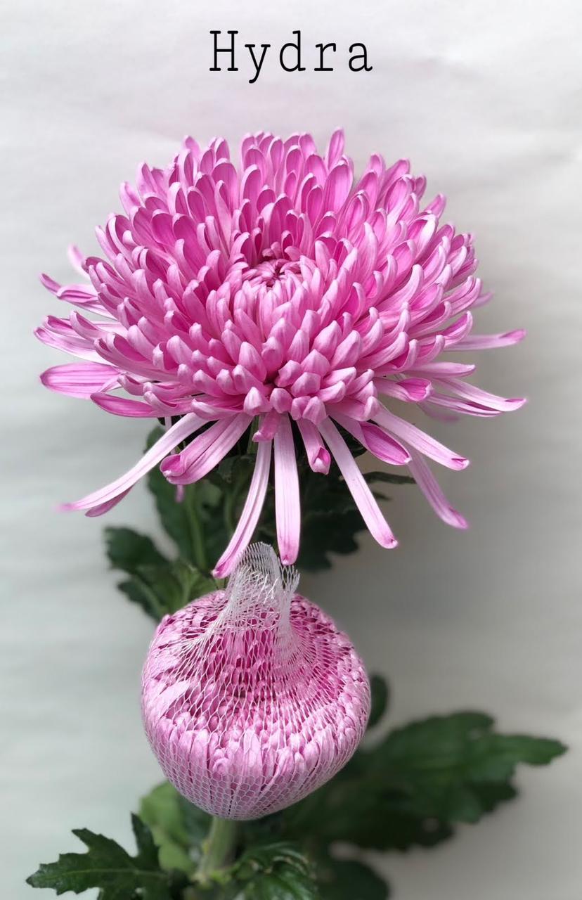 Chrysanthemum hydra pink
