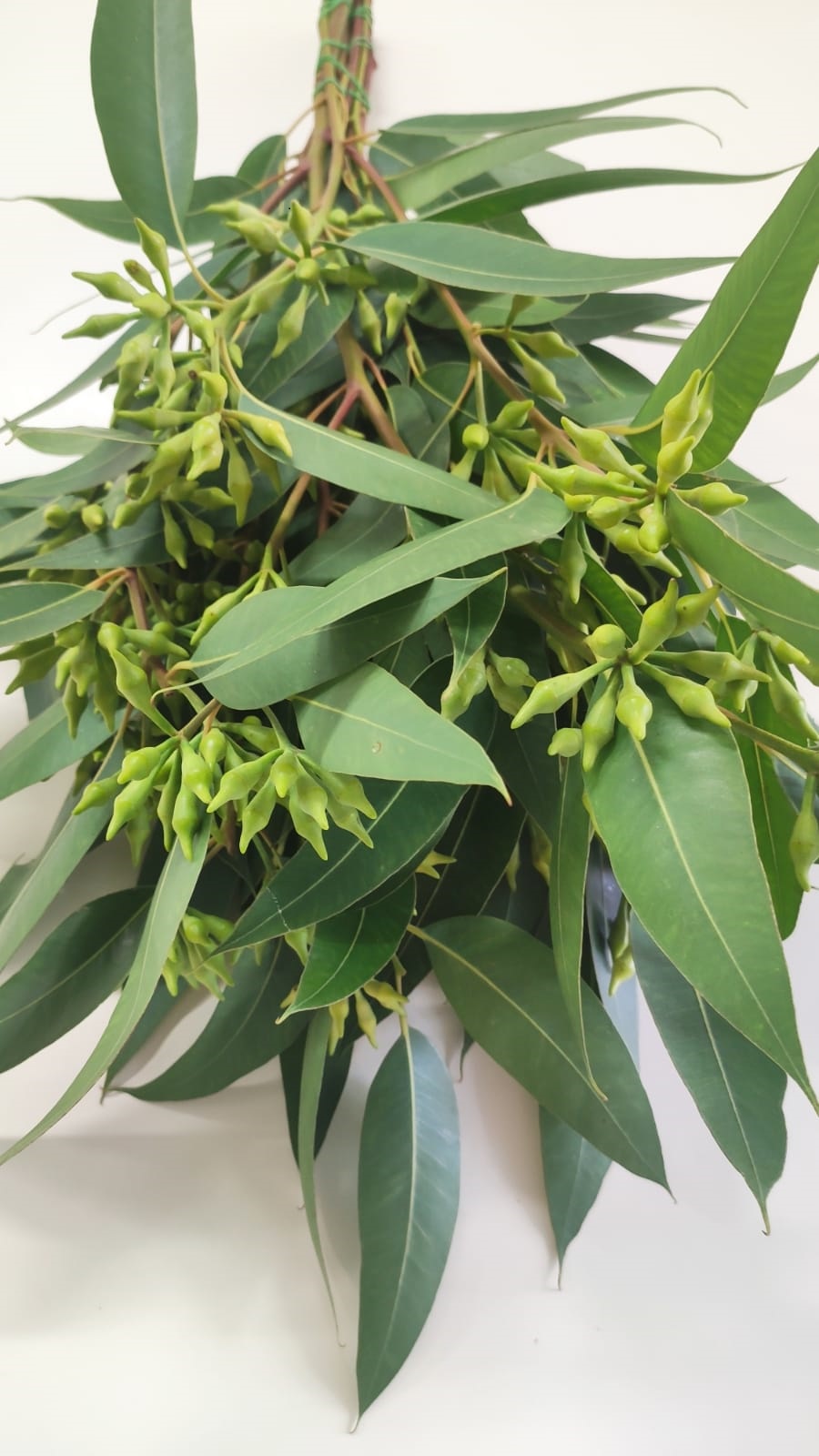 Листья Эвкалипт робуста бадс грин лонг