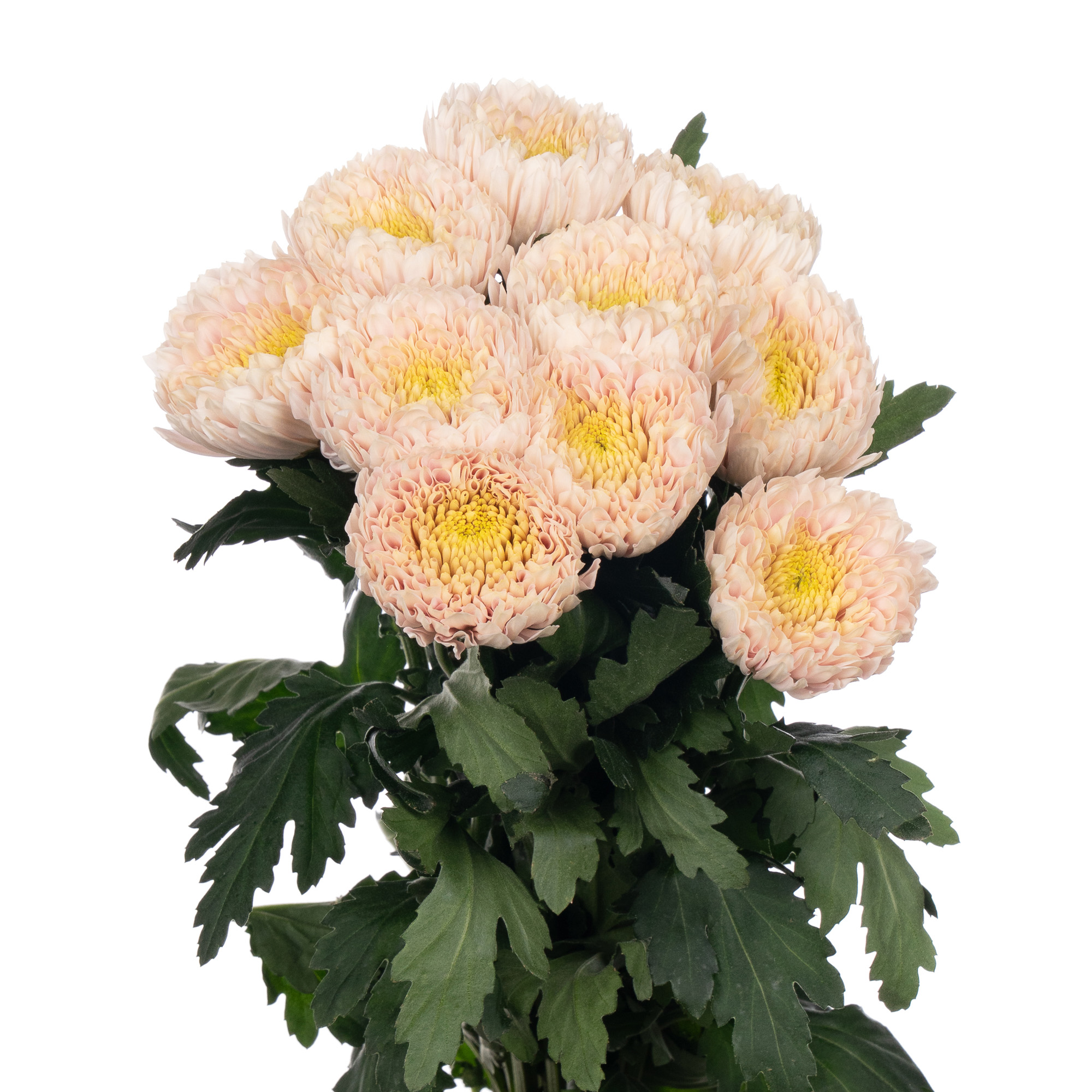 Chrysanthemum single champagne