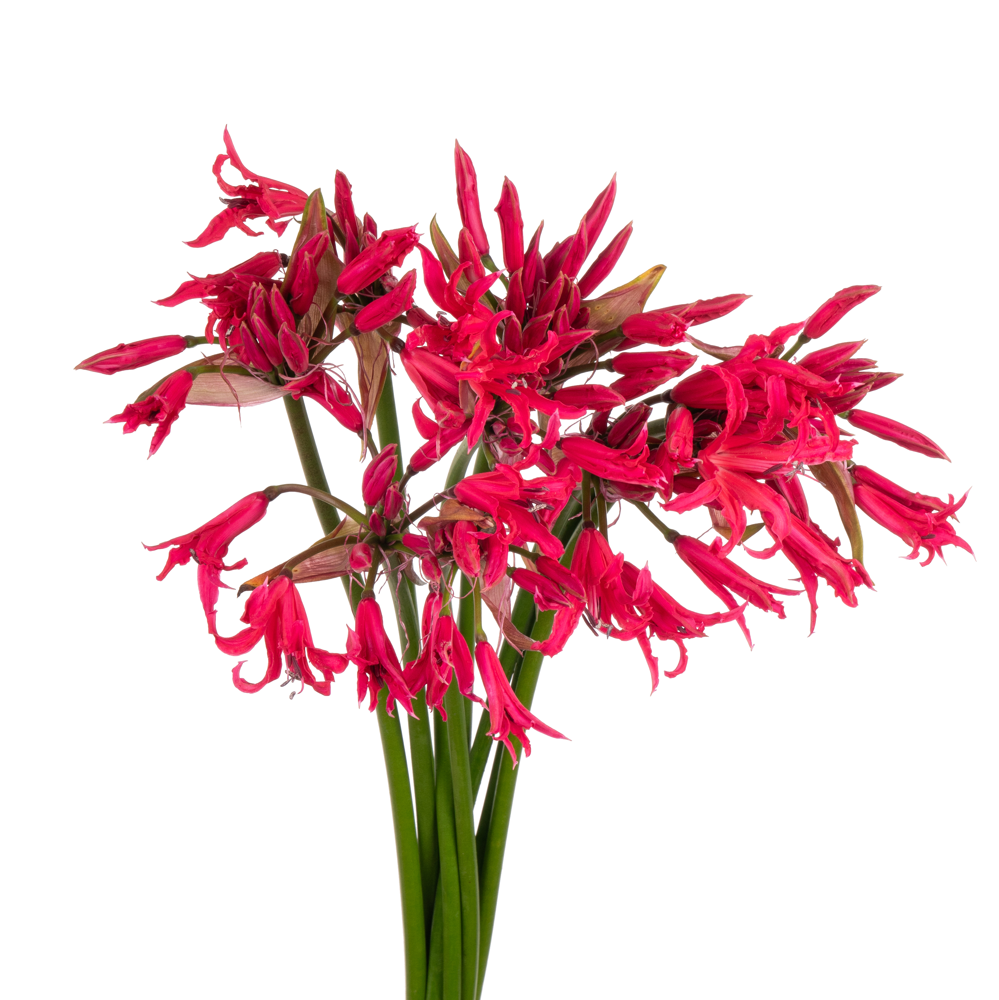 Нерине элеганс пинк шарм в Москве