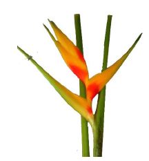 Heliconia sunshine large