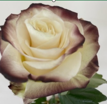 Роза краш. однг паудер коффи в Новосибирске