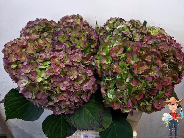 Hydrangea adora classic purple