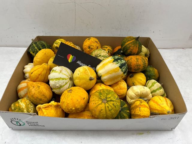 Cucurbita pepo kalebas