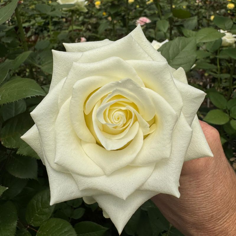 Роза однг маунт роял в Москве