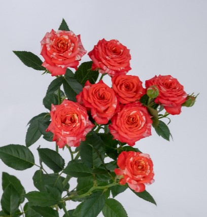 Rose spray voltaire | Wholesale flowers, plants and supplies Rose spray voltaire