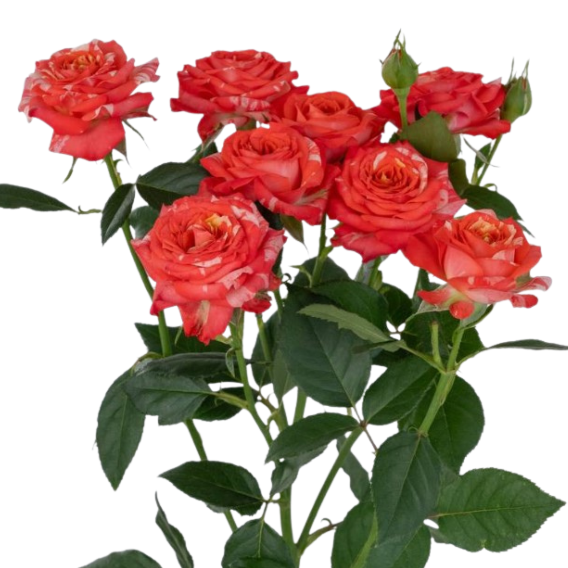 Роза куст вольтер в Москве