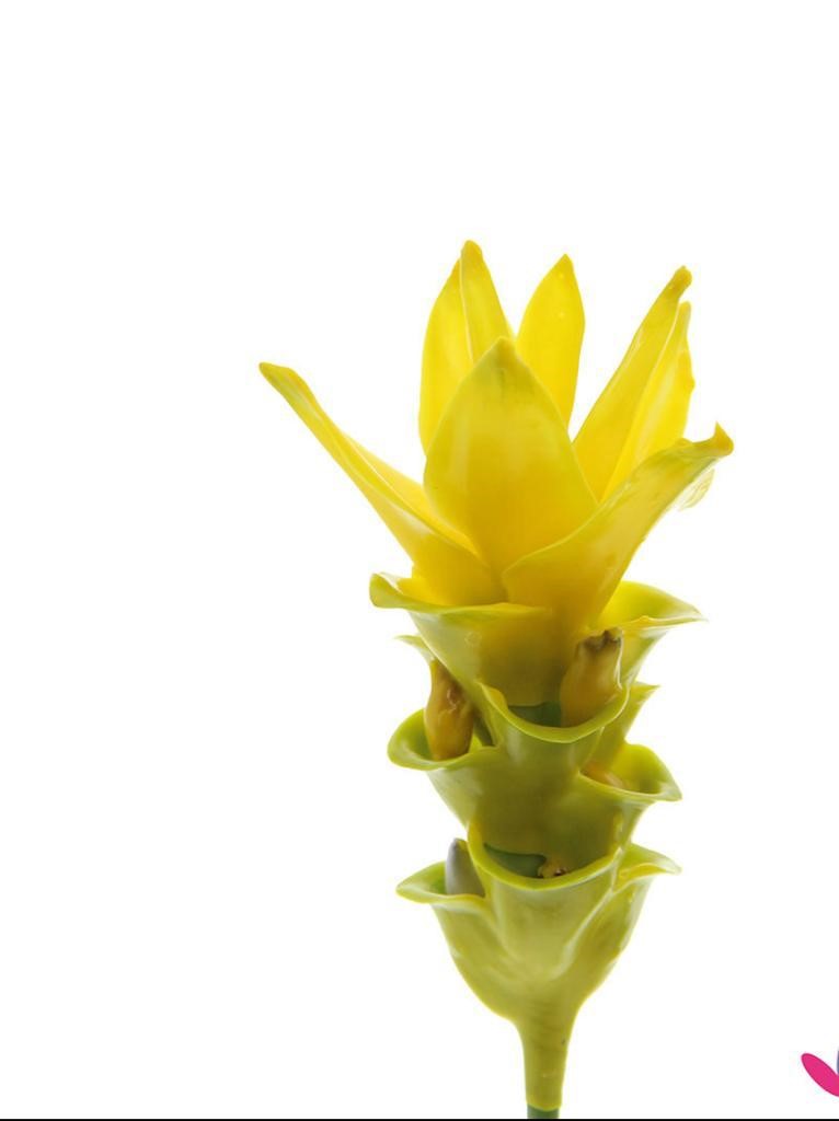 Куркума краш. в воске шайн желтая в Москве