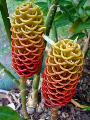 Ginger shampoo bicolor