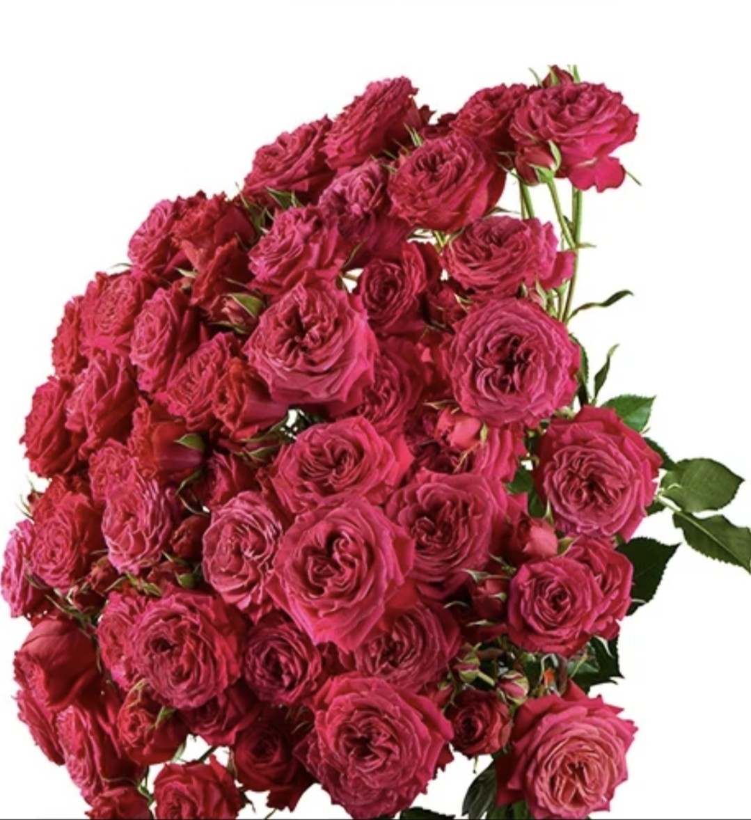 Rose spray domino