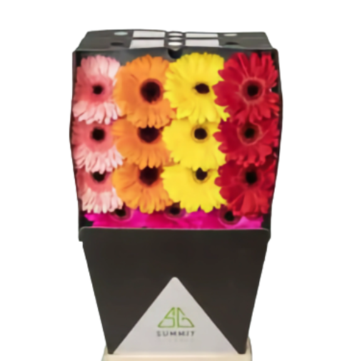 Gerbera mix black eye