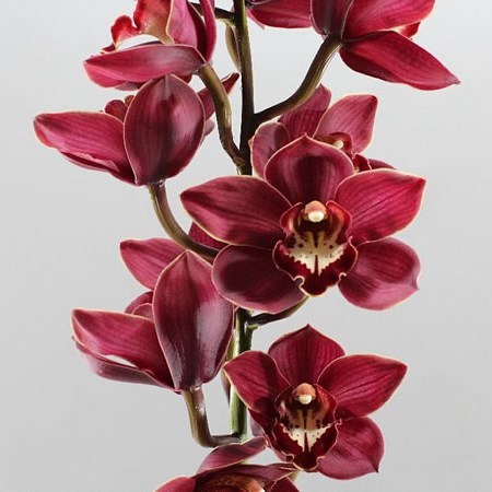 Cymbidium priwine