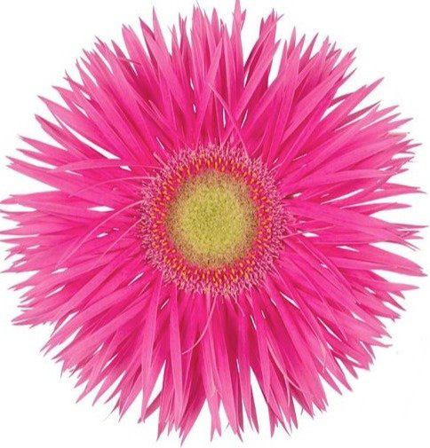 Gerbera gerspider annette